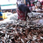 Mareyeuse à Gunjur 2025 ©Aliou DIALLO CAOPA