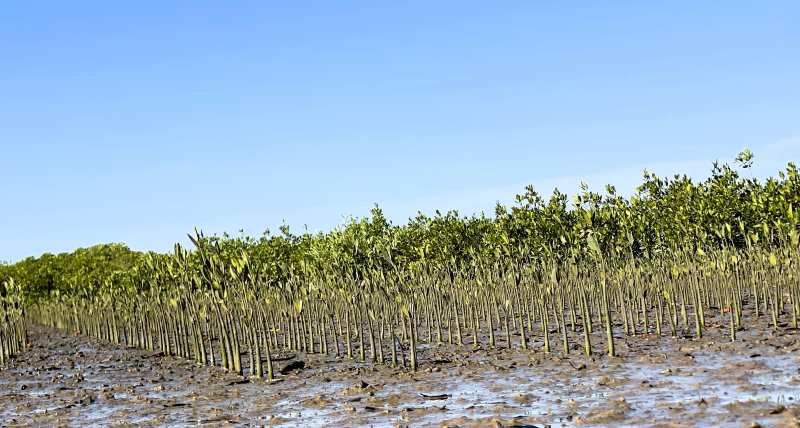 Reboisement Néma Ba