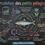 Circulation petits pélagiques fr