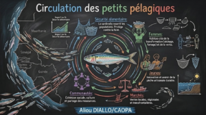 Circulation petits pélagiques fr