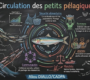 Circulation petits pélagiques fr