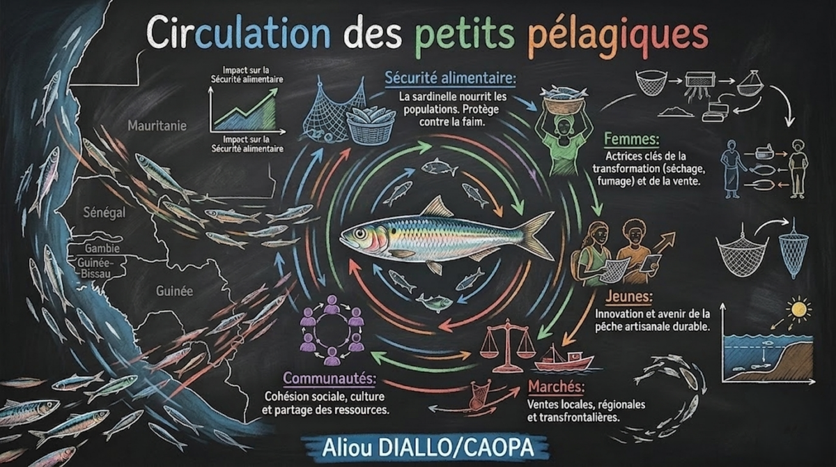 Circulation petits pélagiques fr